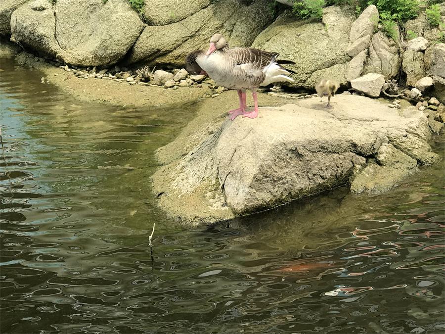 天鵝湖風(fēng)景區(qū)（泰山）速覽！(圖15)